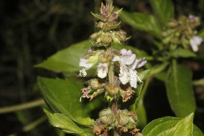 Ocimum basilicum, photographed by Juan Cruzado Cortés