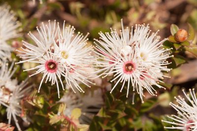 Kunzea pomifera, photographed by Rolf Lawrenz
