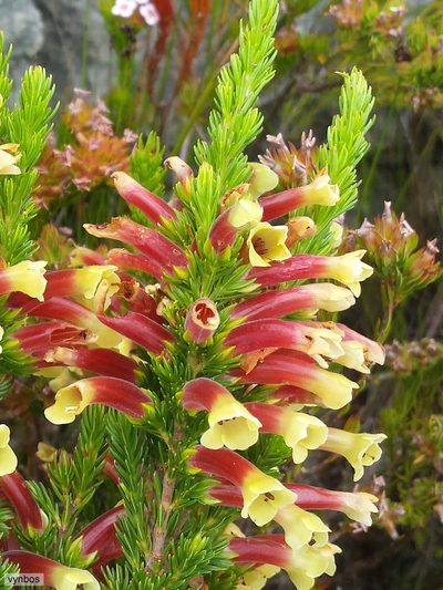Erica macowanii, photographed by Chris Vynbos