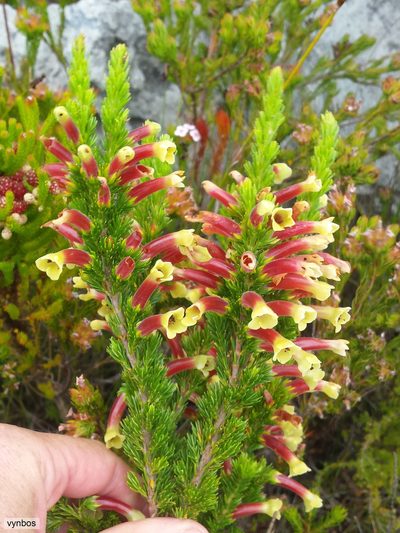 Erica macowanii, photographed by Chris Vynbos