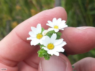 Osmitopsis parvifolia, photographed by Chris Vynbos