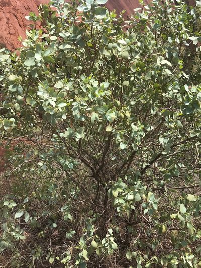 Santalum lanceolatum, photographed by Brock