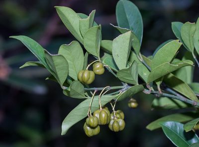 Euonymus nitidus, photographed by portioid
