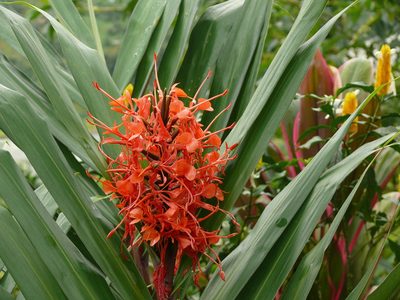 Hedychium coccineum, photographed by Millie Basden