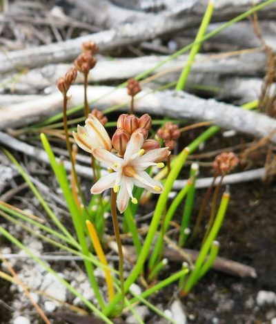 Urgineopsis salteri, photographed by linkie