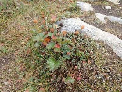 Geum calthifolium, photographed by John Brew