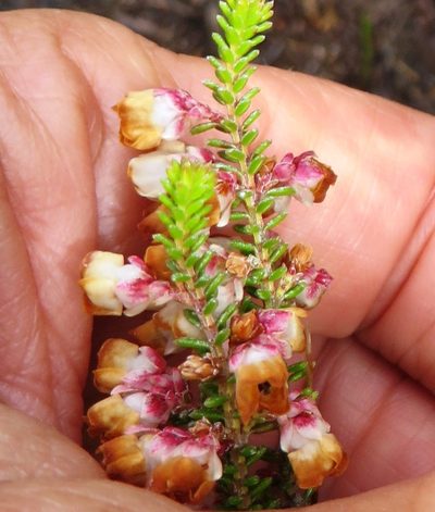 Erica corydalis, photographed by linkie