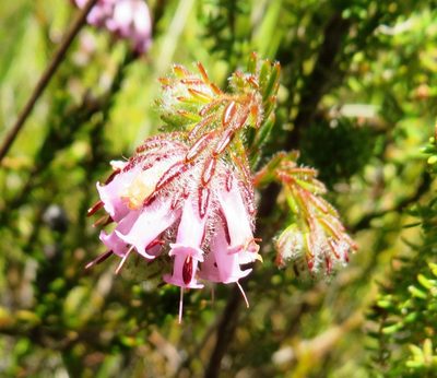 Erica barbigeroides, photographed by linkie