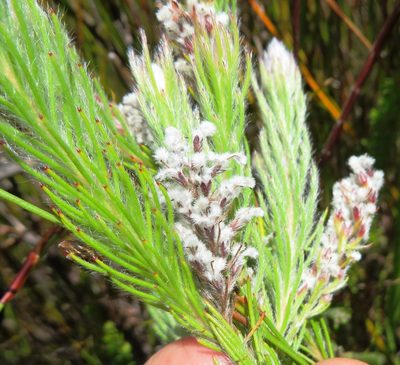Spatalla mollis, photographed by linkie