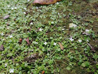 Oldenlandiopsis callitrichoides, photographed by Laura J. Costello