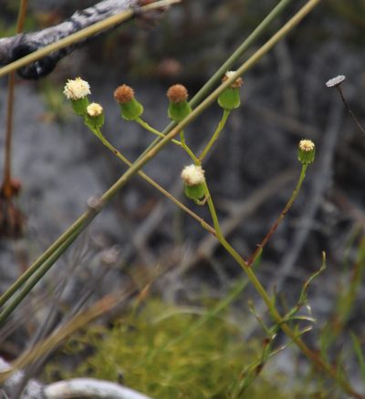 Senecio paniculatus, photographed by Tony Rebelo