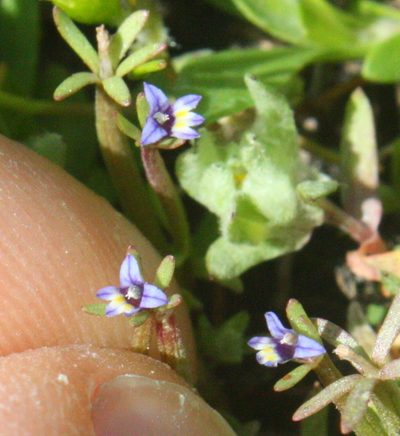 Downingia pusilla, photographed by Scott Loarie