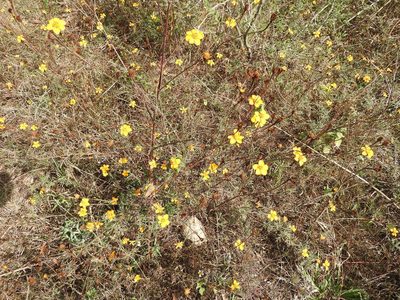 Dyssodia tagetiflora, photographed by Oscar Alejandro Morales Juárez