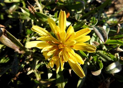Agoseris apargioides, photographed by Rudyard