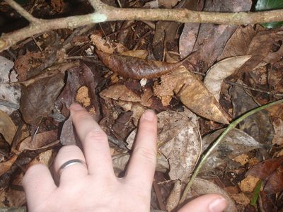 Brochoneura usambarensis, photographed by Carrie Seltzer