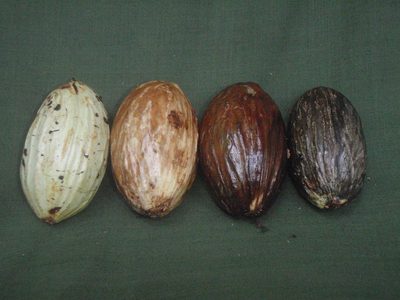 Brochoneura usambarensis, photographed by Carrie Seltzer
