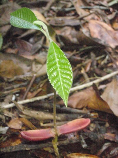 Aningeria adolfi-friederici, photographed by Carrie Seltzer