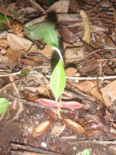 Aningeria adolfi-friederici, photographed by Carrie Seltzer