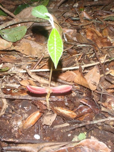 Aningeria adolfi-friederici, photographed by Carrie Seltzer