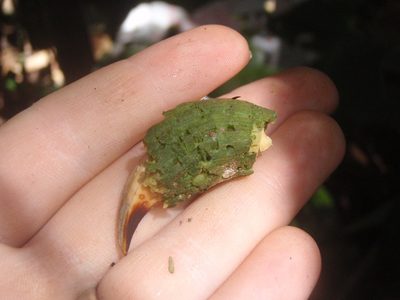 Aningeria adolfi-friederici