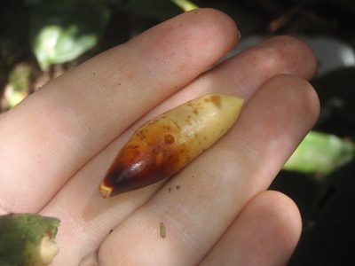 Aningeria adolfi-friederici, photographed by Carrie Seltzer