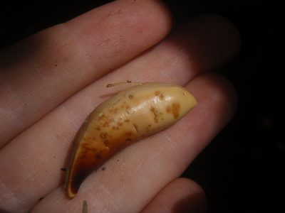 Aningeria adolfi-friederici, photographed by Carrie Seltzer