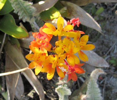 Epidendrum fulgens, photographed by Kahio Tiberio Mazon