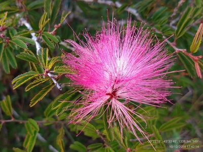 Calliandra selloi, photographed by Ronald Péret
