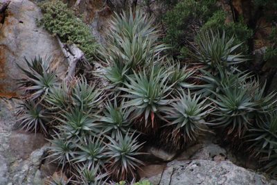 Aloe succotrina, photographed by Tony Rebelo