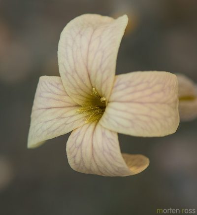 Farsetia longisiliqua, photographed by Morten Ross