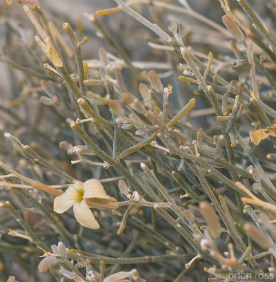 Farsetia longisiliqua, photographed by Morten Ross