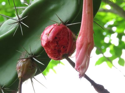 Stenocereus kerberi, photographed by adel-fridus
