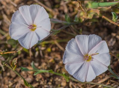 Convolvulus sarmentosus, photographed by Morten Ross