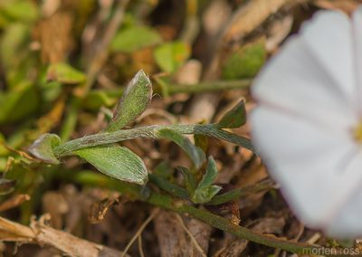Convolvulus sarmentosus, photographed by Morten Ross