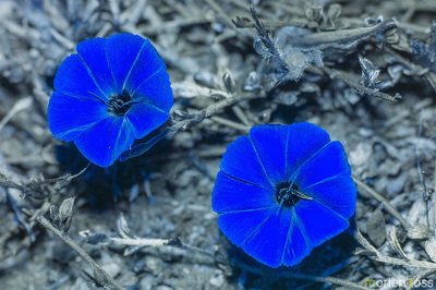 Convolvulus sarmentosus, photographed by Morten Ross