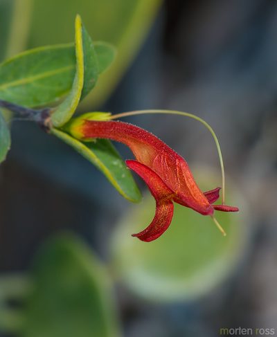 Ballochia atrovirgata, photographed by Morten Ross