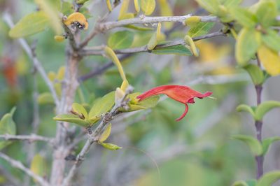 Ballochia atrovirgata, photographed by Morten Ross