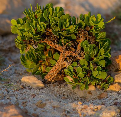 Limonium paulayanum, photographed by Morten Ross