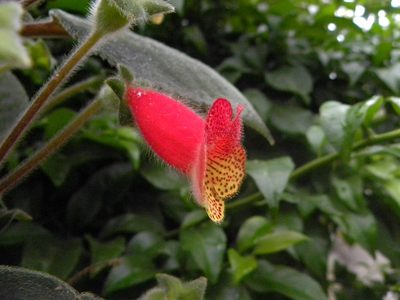 Kohleria amabilis, photographed by Oscar Marín