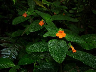 Reldia grandiflora, photographed by Oscar Marín