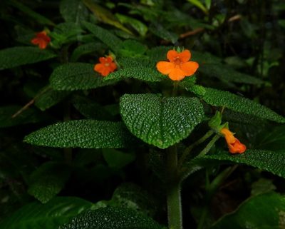 Reldia grandiflora, photographed by Oscar Marín
