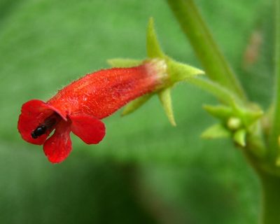 Heppiella ulmifolia, photographed by Oscar Marín