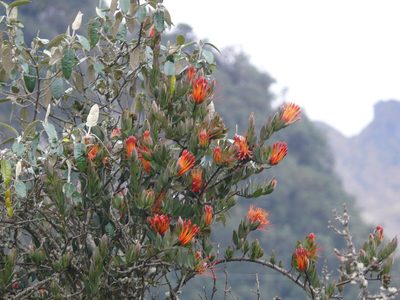 Tristerix longibracteatus, photographed by Millie Basden