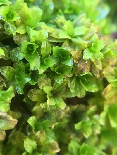 Dialytrichia mucronata, photographed by Paul Cook
