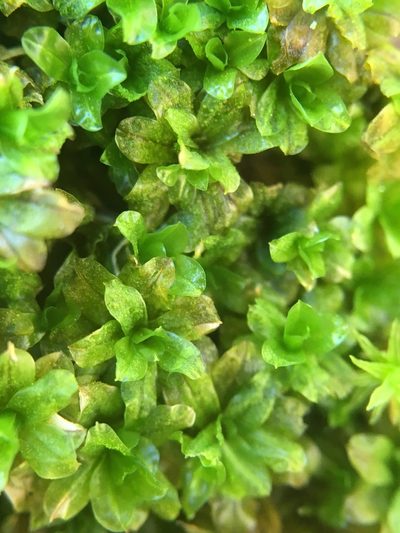 Dialytrichia mucronata, photographed by Paul Cook