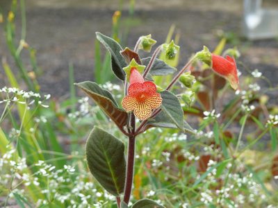 Kohleria amabilis, photographed by Millie Basden