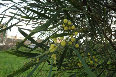 Acacia provincialis, photographed by Duarte Frade