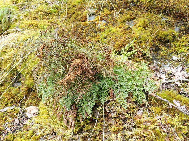 Cryptogramma sitchensis, photographed by John Brew