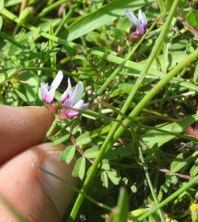 Astragalus tener, photographed by Scott Loarie