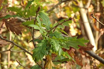 Quercus orocantabrica, photographed by Duarte Frade